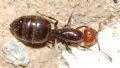 Crematogaster scutellaris